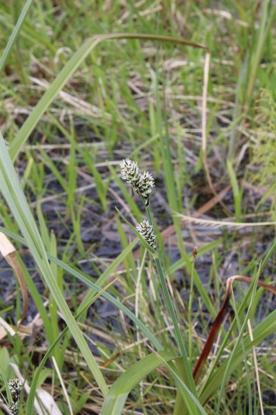 Carex adelostoma, photographed by Dmitriy Bochkov