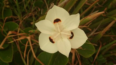 Dietes bicolor, photographed by Tim