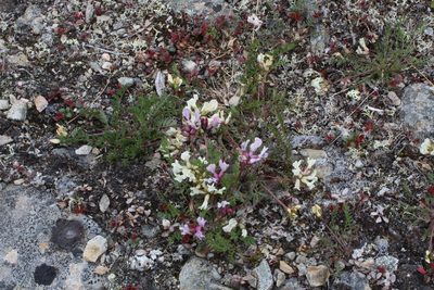 Oxytropis sordida, photographed by Dmitriy Bochkov