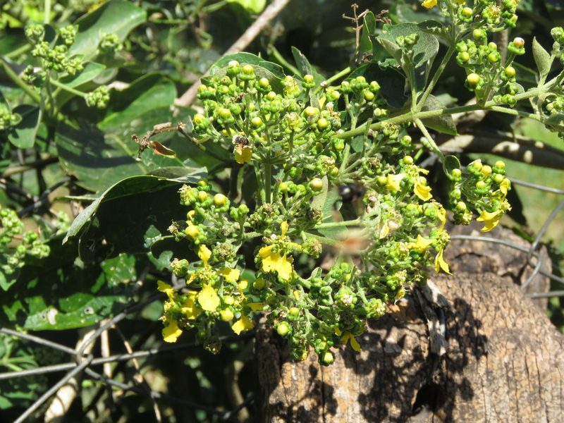 Callaeum psilophyllum, photographed by Diogo Luiz