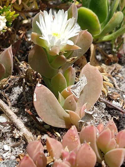 Delosperma guthriei, photographed by Quentin Groom