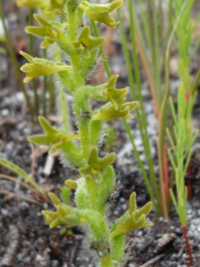 Holothrix brevipetala, photographed by Quentin Groom