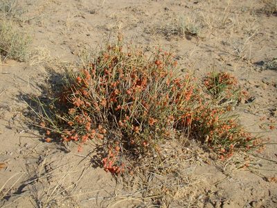 Ephedra intermedia, photographed by Юрий Данилевский (Yuriy Danilevsky)