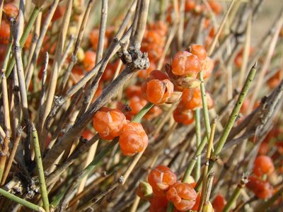 Ephedra intermedia, photographed by Юрий Данилевский (Yuriy Danilevsky)