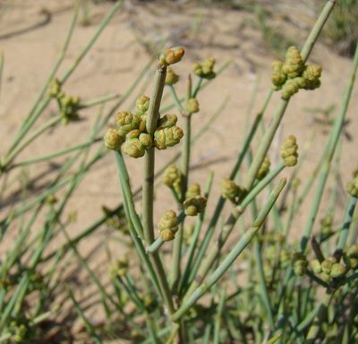 Ephedra intermedia, photographed by Юрий Данилевский (Yuriy Danilevsky)