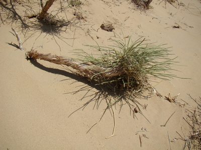 Ephedra intermedia, photographed by Юрий Данилевский (Yuriy Danilevsky)