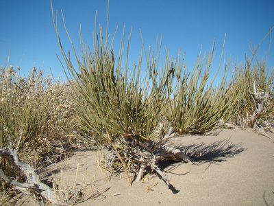 Ephedra intermedia, photographed by Юрий Данилевский (Yuriy Danilevsky)