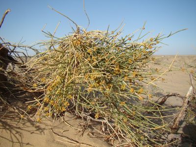 Ephedra intermedia, photographed by Юрий Данилевский (Yuriy Danilevsky)