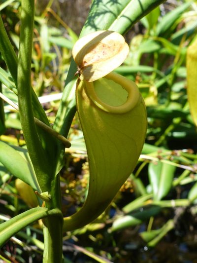 Nepenthes madagascariensis, photographed by Sheelagh Halsey