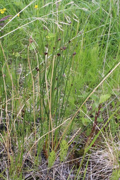 Juncus arcticus, photographed by Dmitriy Bochkov
