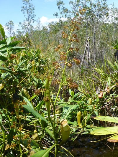Nepenthes madagascariensis, photographed by Sheelagh Halsey