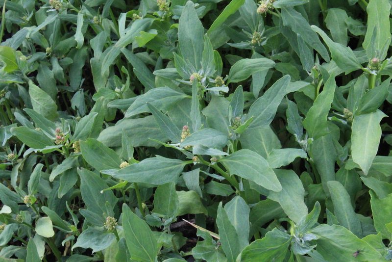 Atriplex nudicaulis, photographed by Dmitriy Bochkov