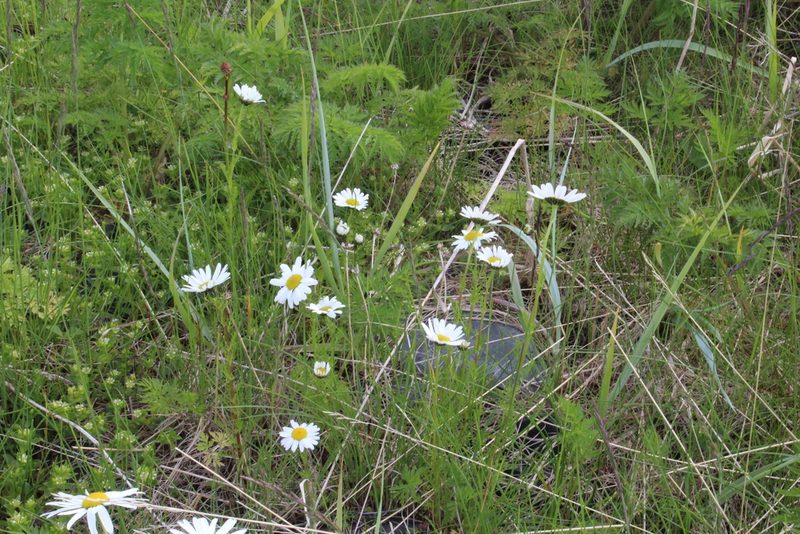 Tripleurospermum subpolare, photographed by Dmitriy Bochkov