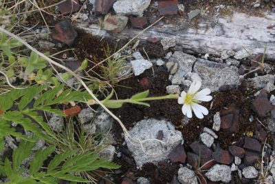 Cerastium alpinum, photographed by Dmitriy Bochkov
