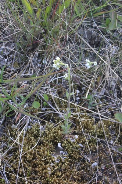 Draba incana, photographed by Dmitriy Bochkov