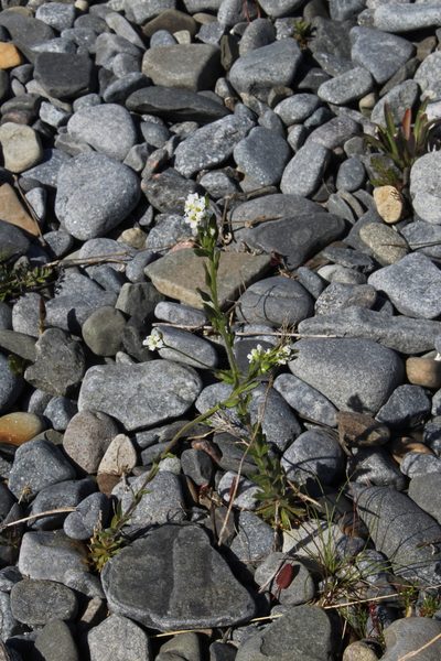 Draba incana, photographed by Dmitriy Bochkov
