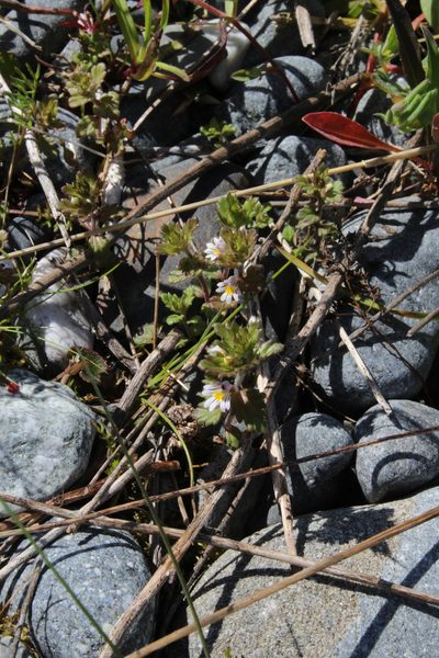 Euphrasia wettsteinii, photographed by Dmitriy Bochkov