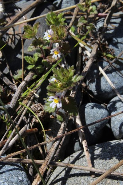 Euphrasia wettsteinii, photographed by Dmitriy Bochkov