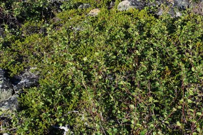 Betula intermedia, photographed by Dmitriy Bochkov