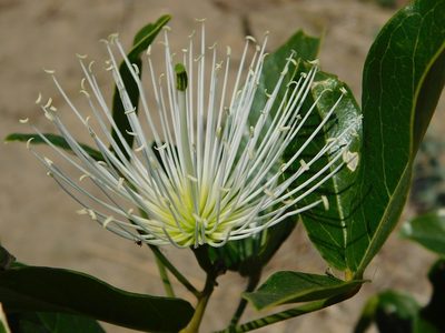 Thilachium africanum, photographed by Klaus Wehrlin