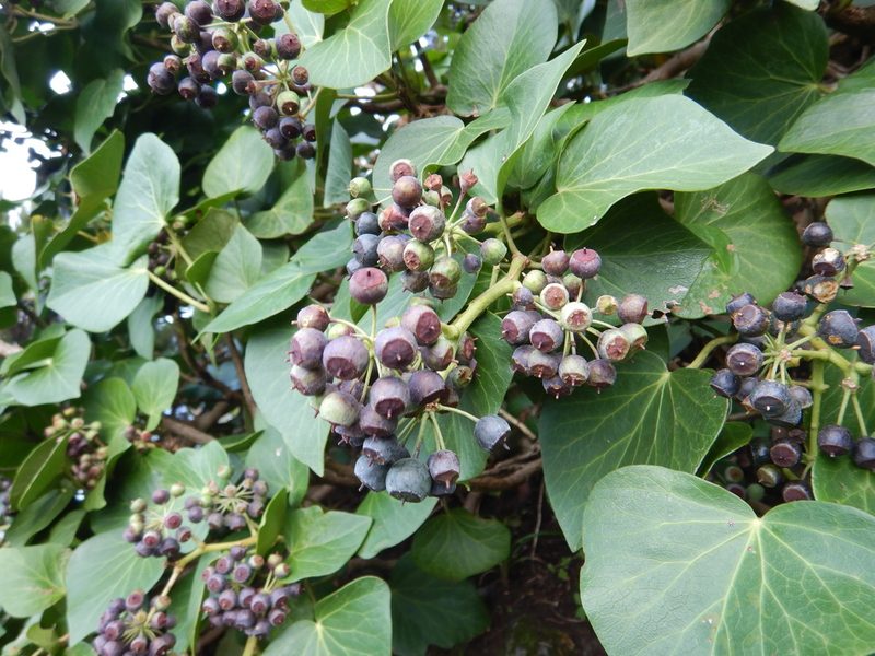 Hedera azorica, photographed by Duarte Frade