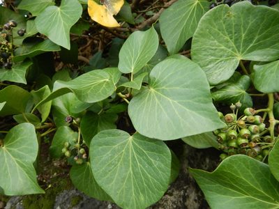 Hedera azorica, photographed by Duarte Frade