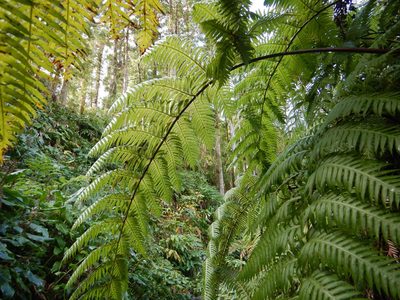 Woodwardia radicans, photographed by Duarte Frade