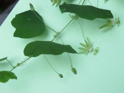 Passiflora filipes, photographed by jmmaes