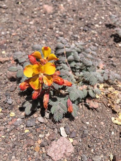 Hoffmannseggia doellii, photographed by Matt Berger