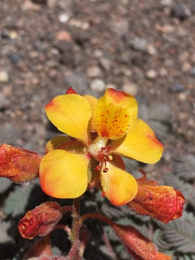 Hoffmannseggia doellii, photographed by Matt Berger