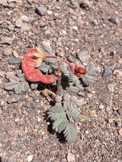 Hoffmannseggia doellii, photographed by Matt Berger