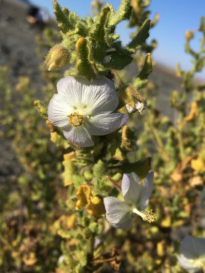 Cristaria integerrima, photographed by Matt Berger
