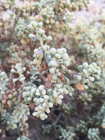 Nolana peruviana, photographed by Matt Berger