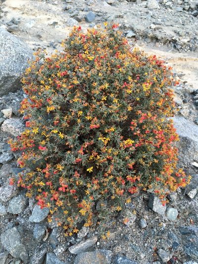 Dinemandra ericoides, photographed by Matt Berger