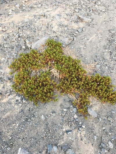 Nolana linearifolia, photographed by Matt Berger