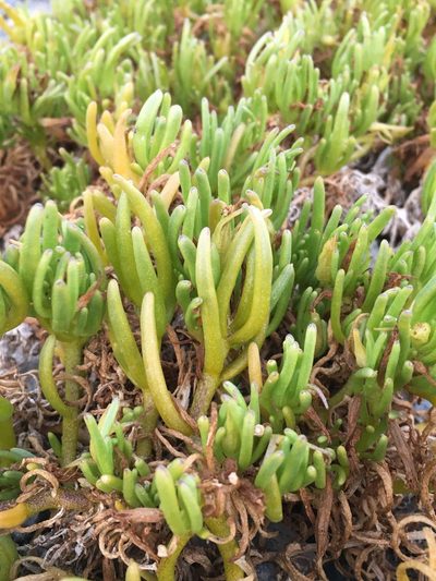 Nolana linearifolia, photographed by Matt Berger