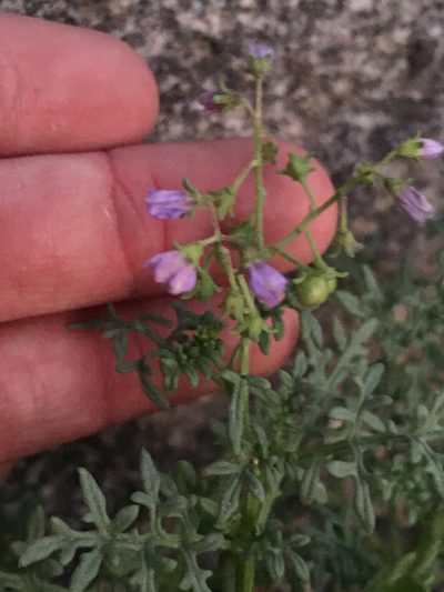 Solanum brachyantherum, photographed by Matt Berger