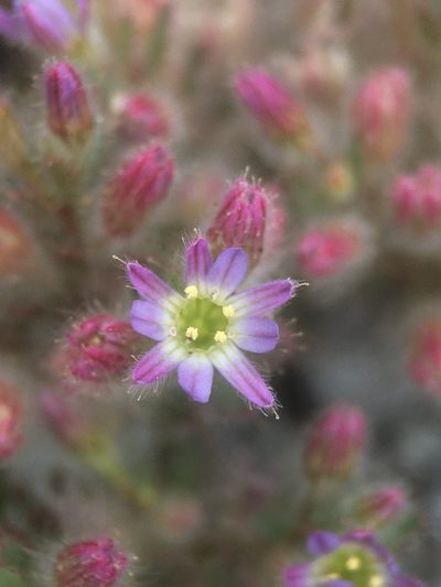 Malesherbia humilis, photographed by Matt Berger