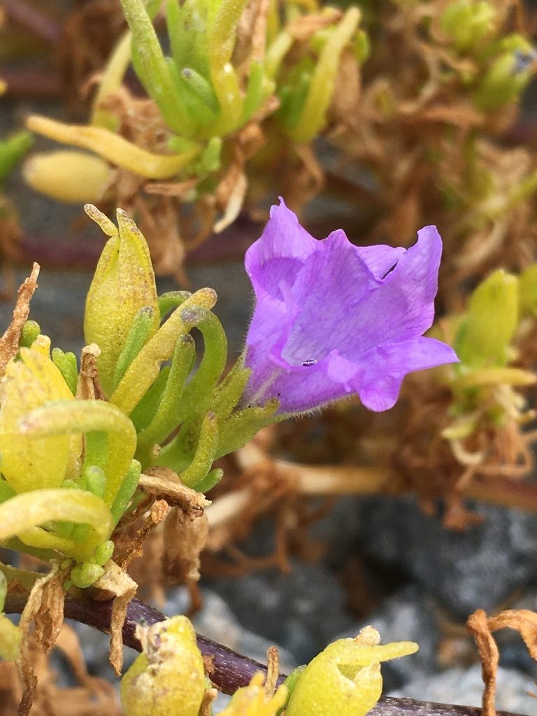 Nolana linearifolia, photographed by Matt Berger