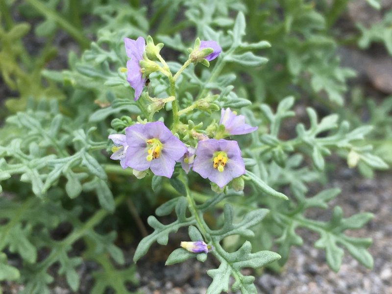 Solanum brachyantherum, photographed by Matt Berger