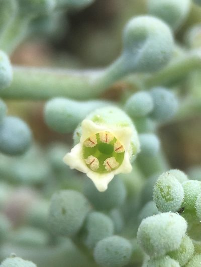 Nolana peruviana, photographed by Matt Berger