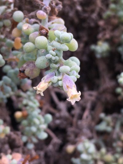 Nolana peruviana, photographed by Matt Berger