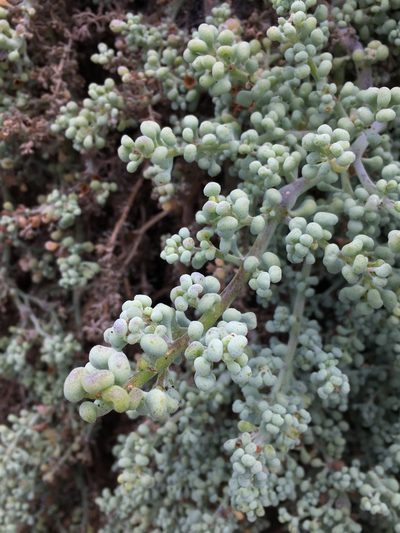 Nolana peruviana, photographed by Matt Berger