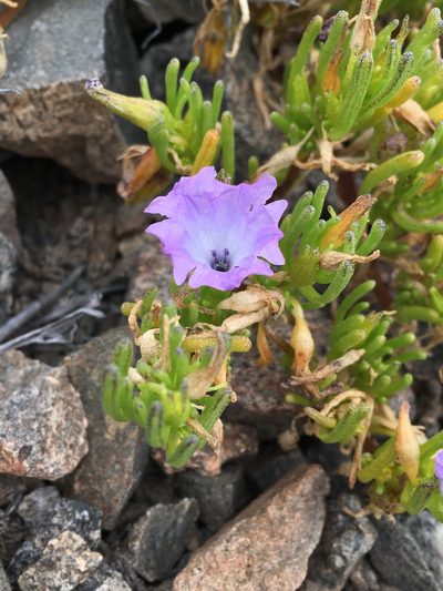 Nolana linearifolia, photographed by Matt Berger