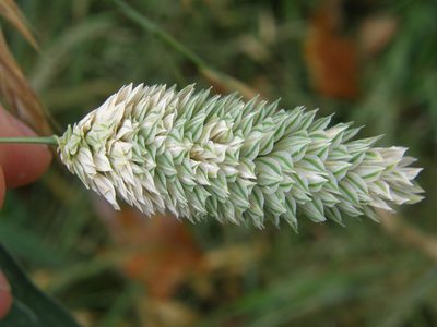 Phalaris canariensis, photographed by David Whyte