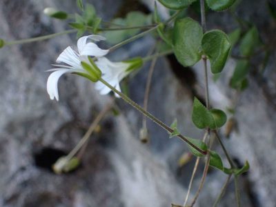Arenaria bertolonii, photographed by Olivier Argagnon