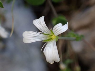 Arenaria bertolonii, photographed by Olivier Argagnon
