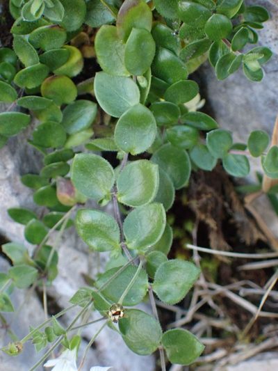Arenaria bertolonii, photographed by Olivier Argagnon