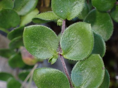 Arenaria bertolonii, photographed by Olivier Argagnon