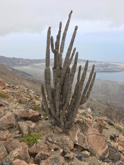 Eulychnia iquiquensis, photographed by Matt Berger